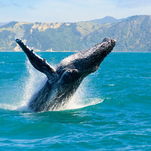 Whale in Alaska